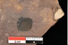 Foto (Detailansicht) von Cathaya sp. (NHMW-GEO-2024-0188-0317)